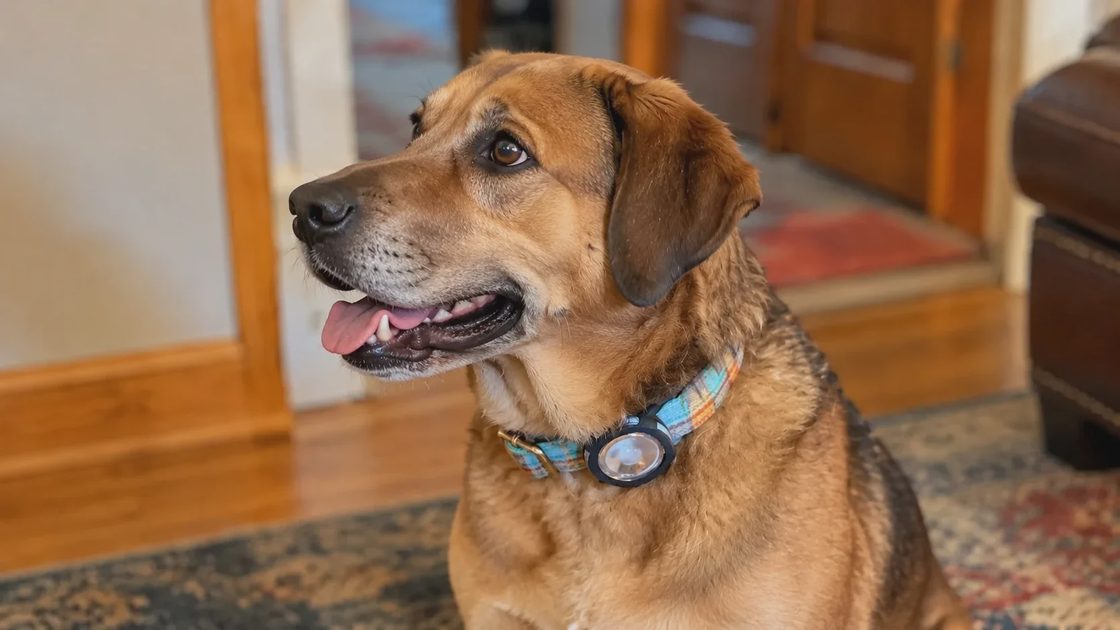 I put an Apple AirTag on Biscuit‘s collar.